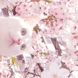 波斯丰满性XXXXHD
